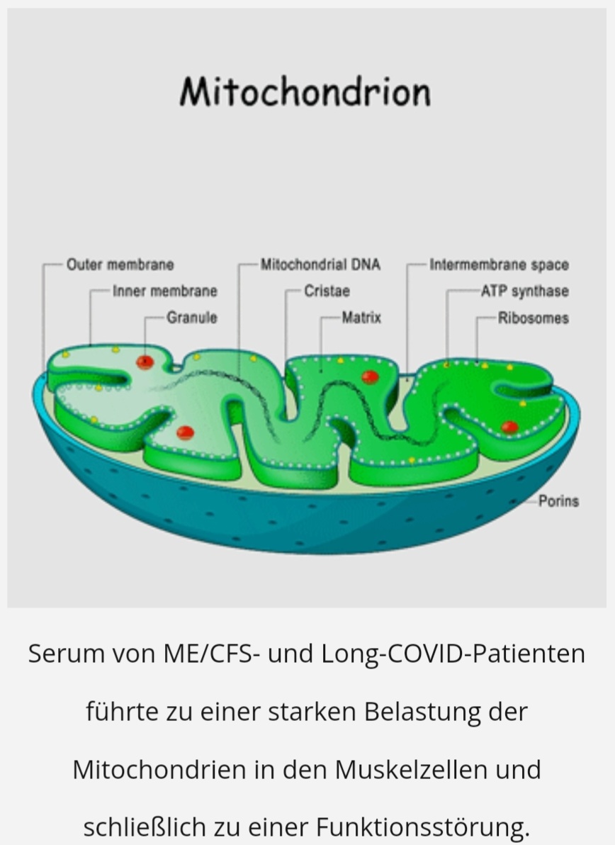 Healthrising Mitochondrien 