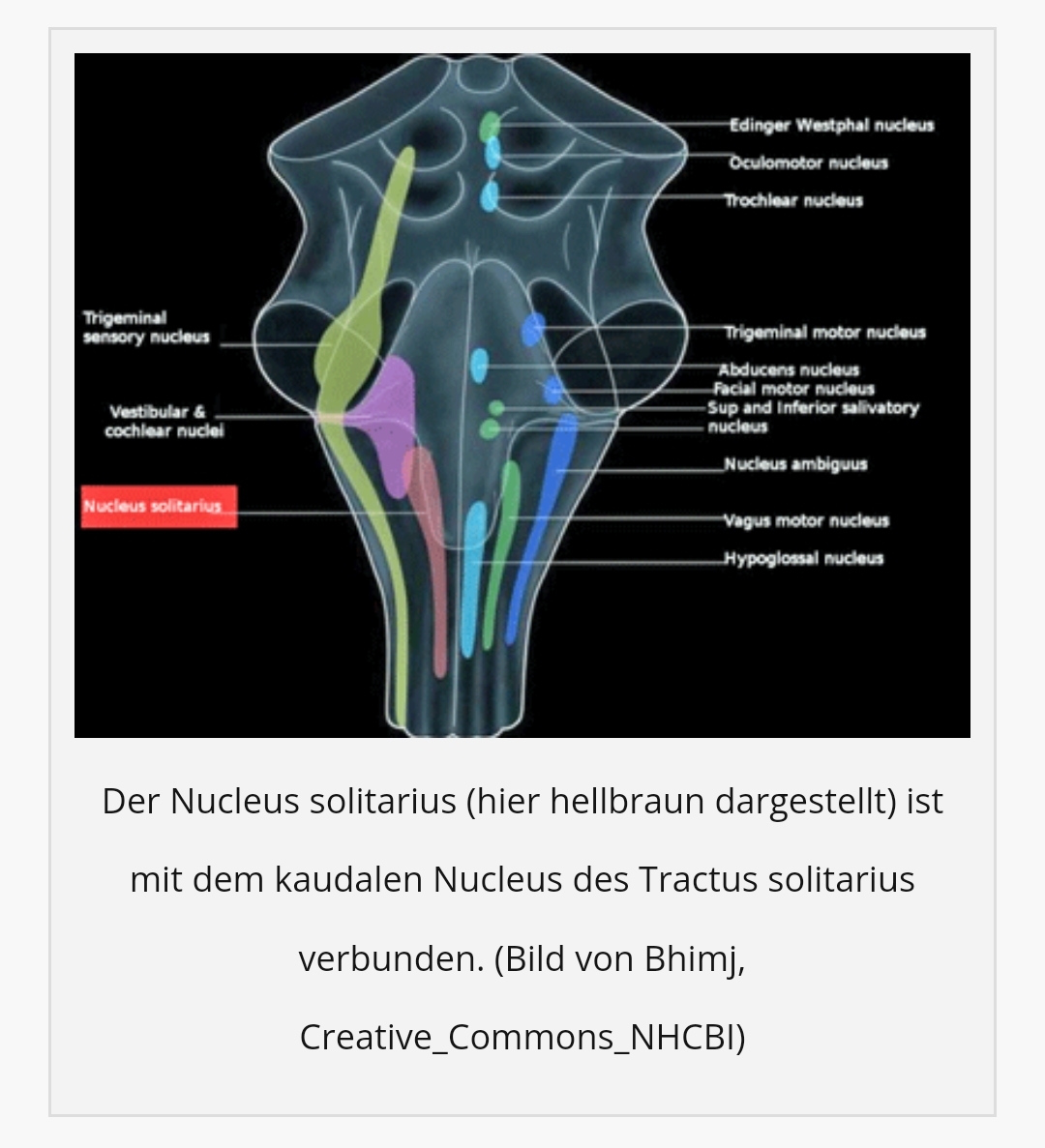 Healthrising Hauptschalter im Gehirn 1