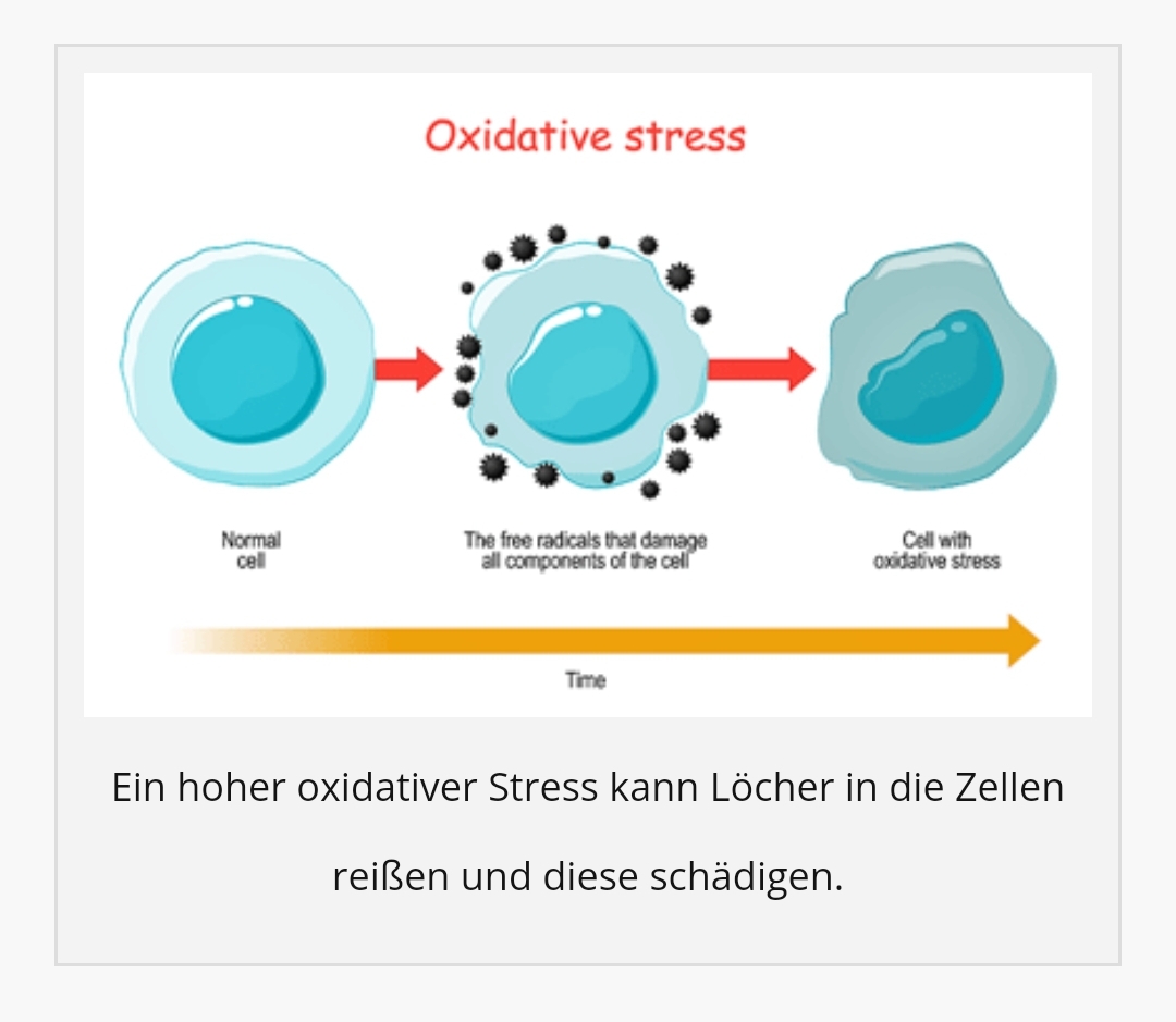 Oxidativer Stress Part I