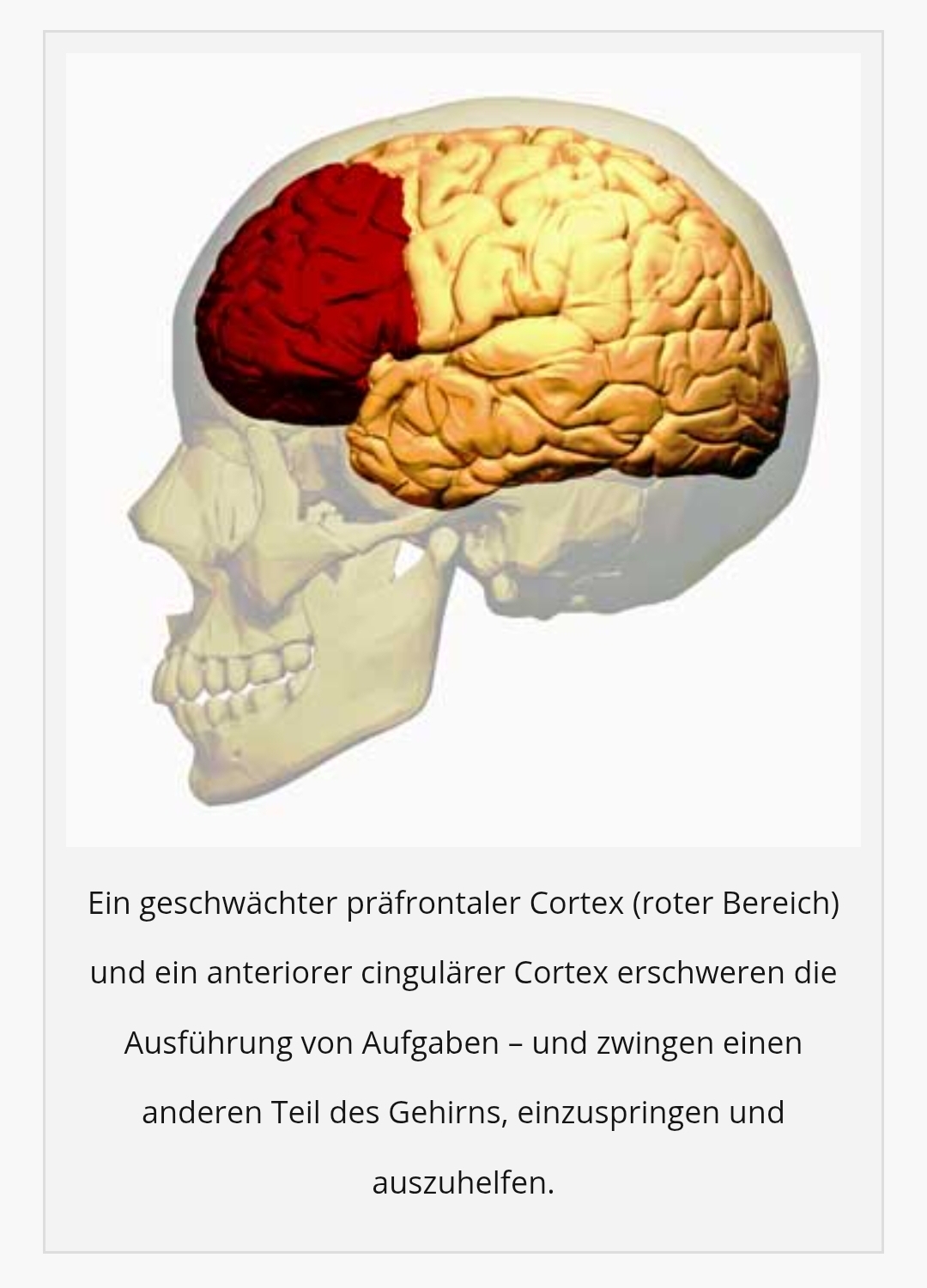 Healthrising Default Mode Network